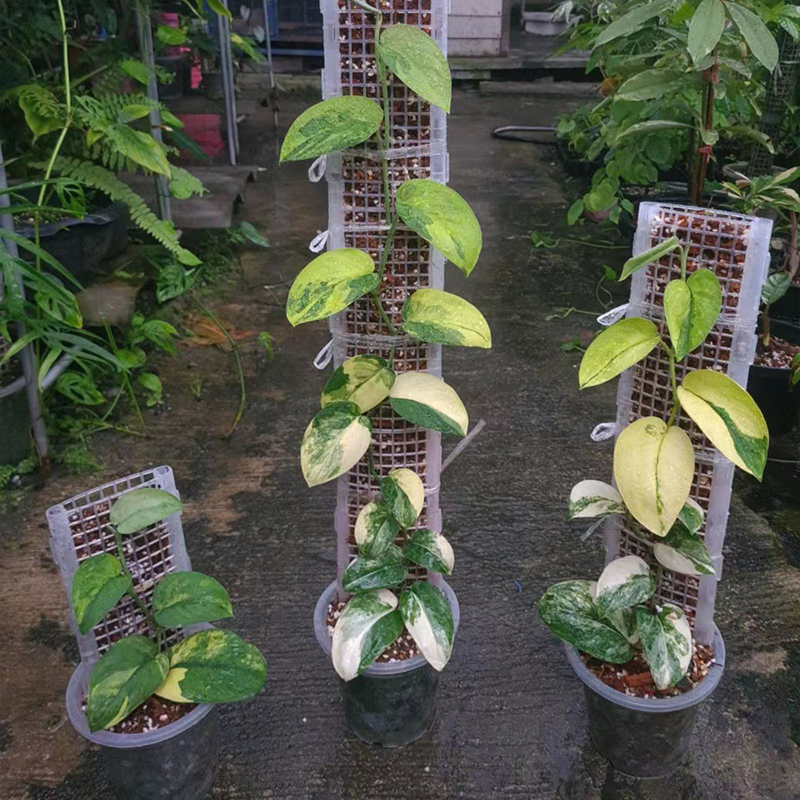 Tiang lumut plastik untuk tana - Sphagnum Moss Dry ulasan dan harga