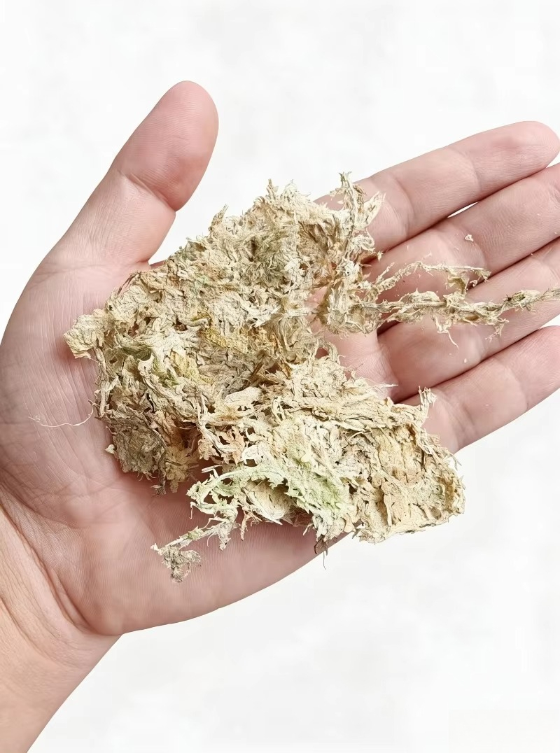 Lumut Sphagnum Berkualitas Tin - Sphagnum Moss Dry ulasan dan harga
